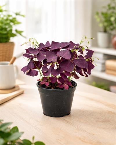Mor Yonca Çiçeği – Oxalis triangularis – 12 cm Saksı