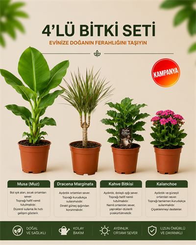 Muz Bitkisi – Kalanchoe Yerli – Marginata – Coffea arabica Seti – 4'lü Bitki Seti