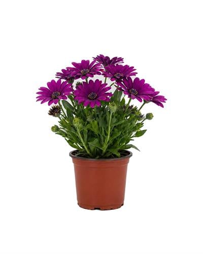 odrum Papatyası – Osteospermum fruticosum
