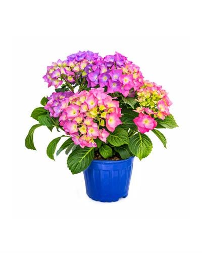 Ortanca Çiçeği - Hydrangea 19 cm