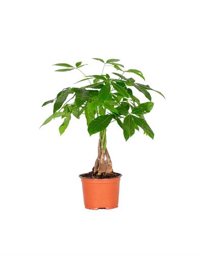 Pachira Örgülü 12 cm Saksı - Para Ağacı