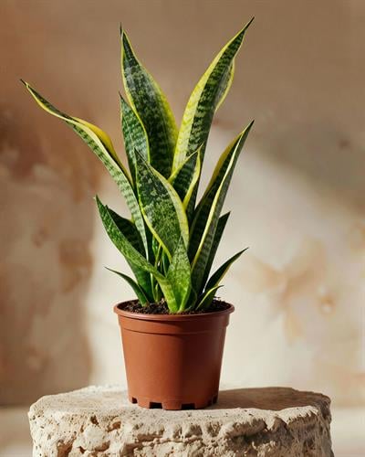 Paşa Kılıcı – Sansevieria trifasciata ‘Superba' – 14 cm Saksı