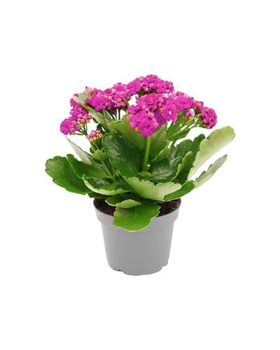 Pembe Kalanşo Çiçeği – Kalanchoe blossfeldiana 10.5 cm Saksı