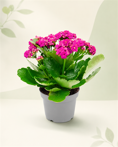 Pembe Kalanşo Çiçeği – Kalanchoe blossfeldiana 10.5 cm Saksı