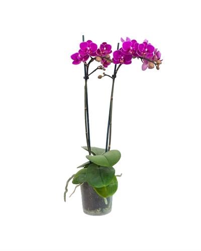 Pembe Midi Orkide Çift Dal Phalaenopsis 9 cm Saksı