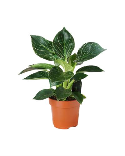 Philodendron Birkin 12 cm Saksı