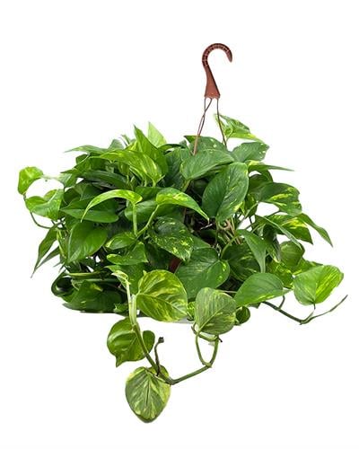 Salon Sarmaşığı – Epipremnum aureum Askılı Saksı