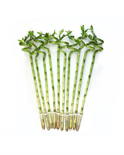 Şans Bambusu – Dracaena Lucky Bamboo 40 cm (5 Adet)