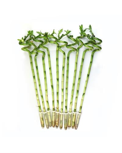 Şans Bambusu – Dracaena Lucky Bamboo 80 cm (1 Adet)