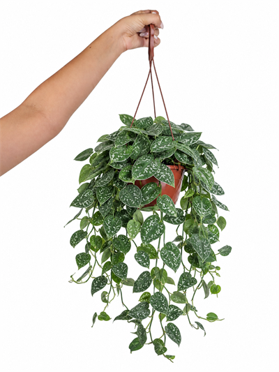 Scındapsus Askılı – Scindapsus – 15 cm Saksı