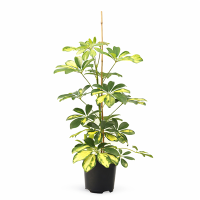 Şeflera – Schefflera arboricola – 17 cm Saksı