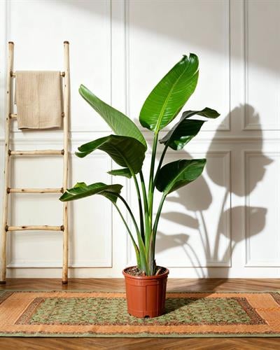 Starliçe (Cennet Kuşu Çiçeği) – Strelitzia nicolai – Çift Gövdeli, 19 cm Saksı