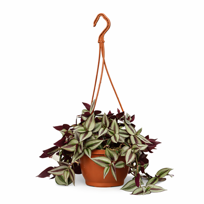 Zebrina Telgraf Çiçeği – Tradescantia zebrina – 15 cm Askılı Saksı