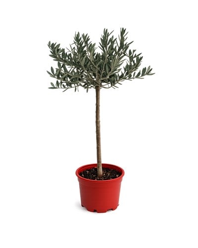 Zeytin Ağacı – Olea europaea – 21 cm Saksı