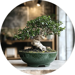 Bonsai