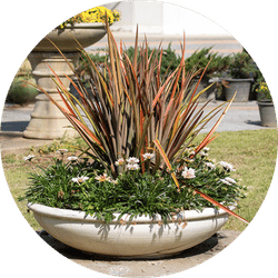 Dış Mekan Bitkileri