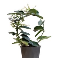 Sarmaşık & Askılılar