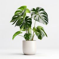 Monstera