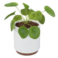 Pilea