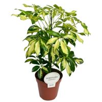 Schefflera
