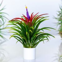 Tillandsia