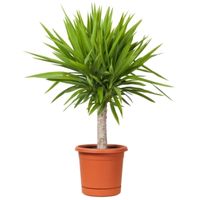 Yucca
