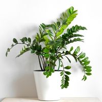 Zamioculcas