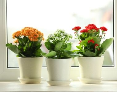 Uygun fiyatlı bitki koleksiyonu