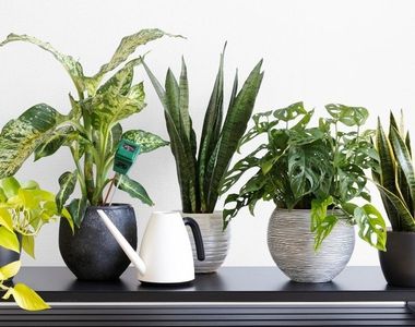 Orta segment bitki koleksiyonu