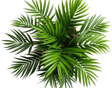 Premium bitki koleksiyonu