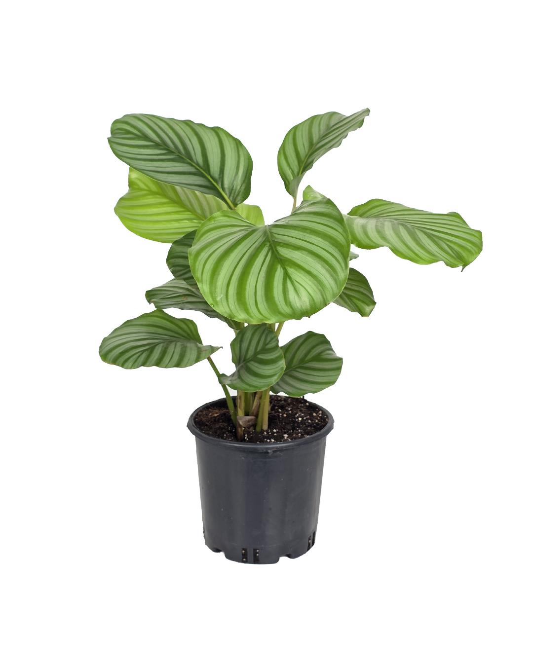 Calathea orbifolia 17 cm Saks | Geni Desenli Yaprakl Salon Bitkisi