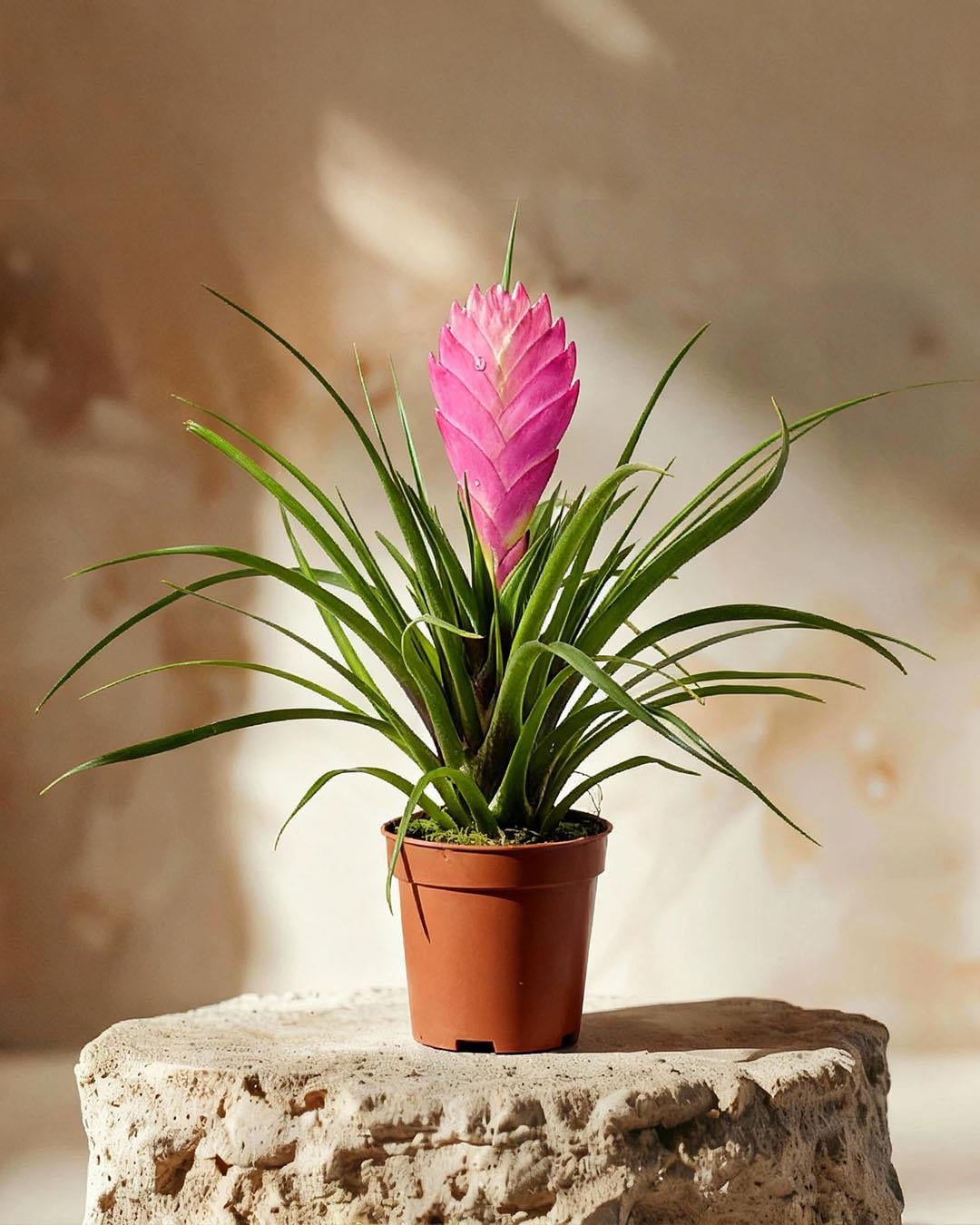 フラワー・ガーデニング Tillandsia cotagaitensis **50** Hava Bitkisi 8.5 cm Saksı | Tillandsia