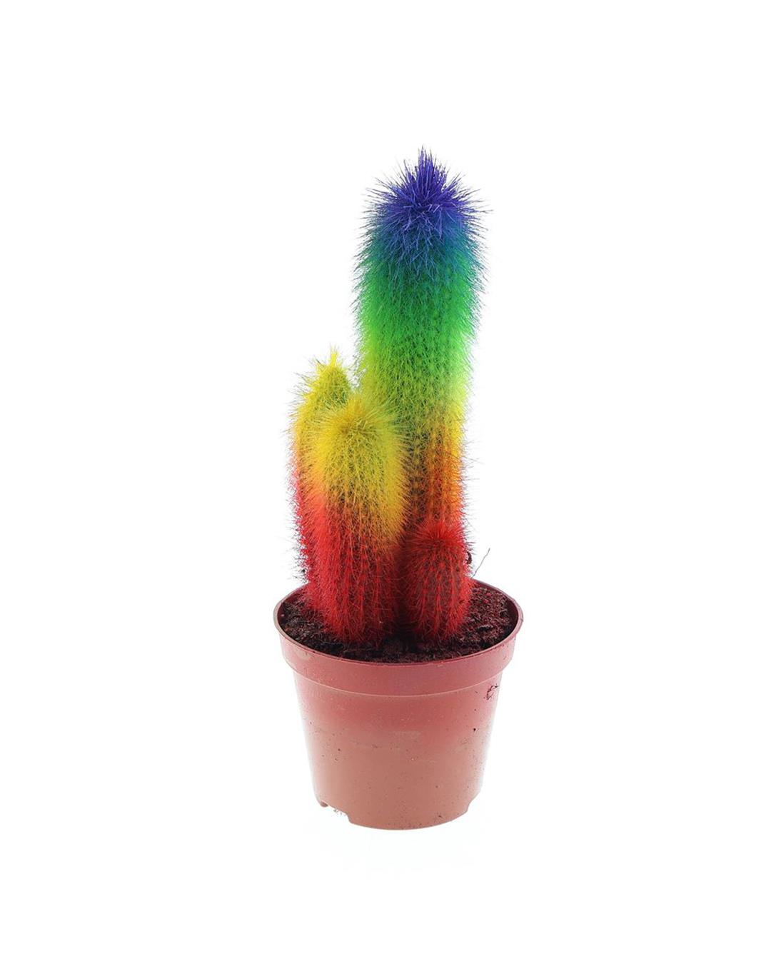 Rainbow Kakts (Echinocactus) 8,5 cm Saks | Renkli Kakts | Gardenkoala