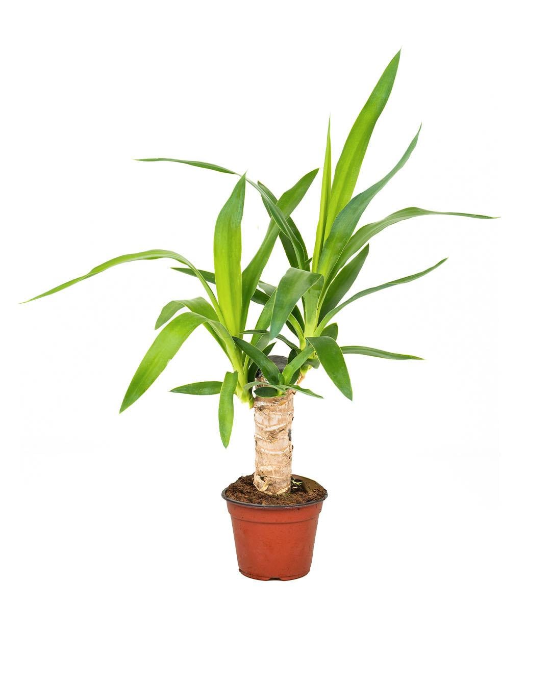 Yuka Bitkisi Tek Gövde 12 cm Saksı | Yucca elephantipes