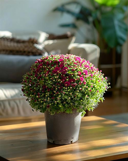 kasimpati-chrysanthemum-17-cm-