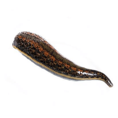 TIBBI SÜLÜK/BÜYÜK BOY