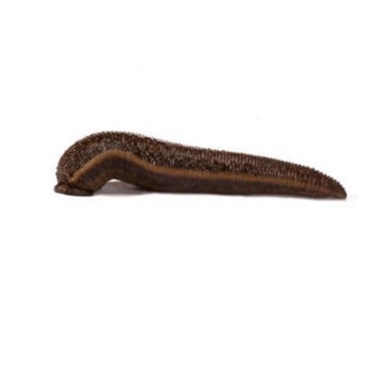 TIBBI SÜLÜK/ORTA-DOKTOR BOY