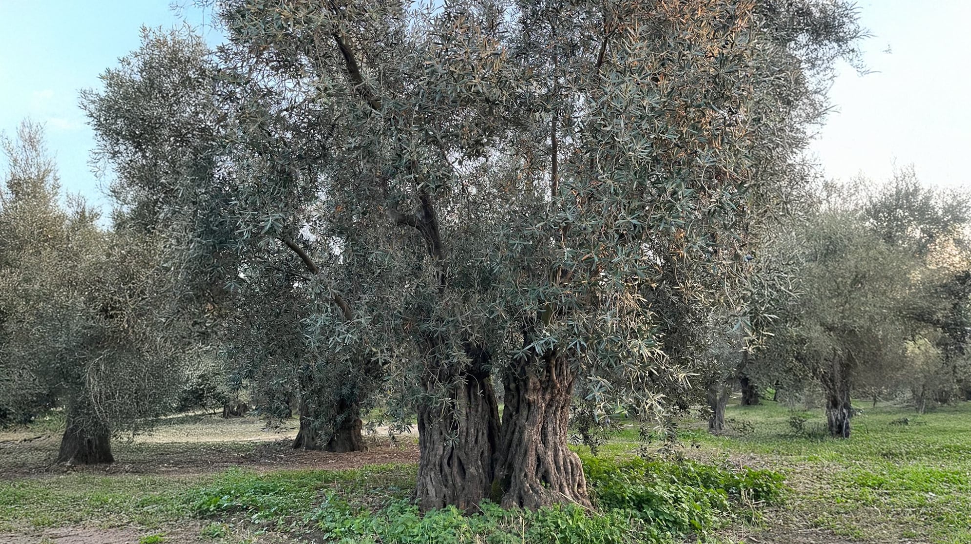 Zeytin Ağacı: Sabırla Büyüyen Bir Mucize