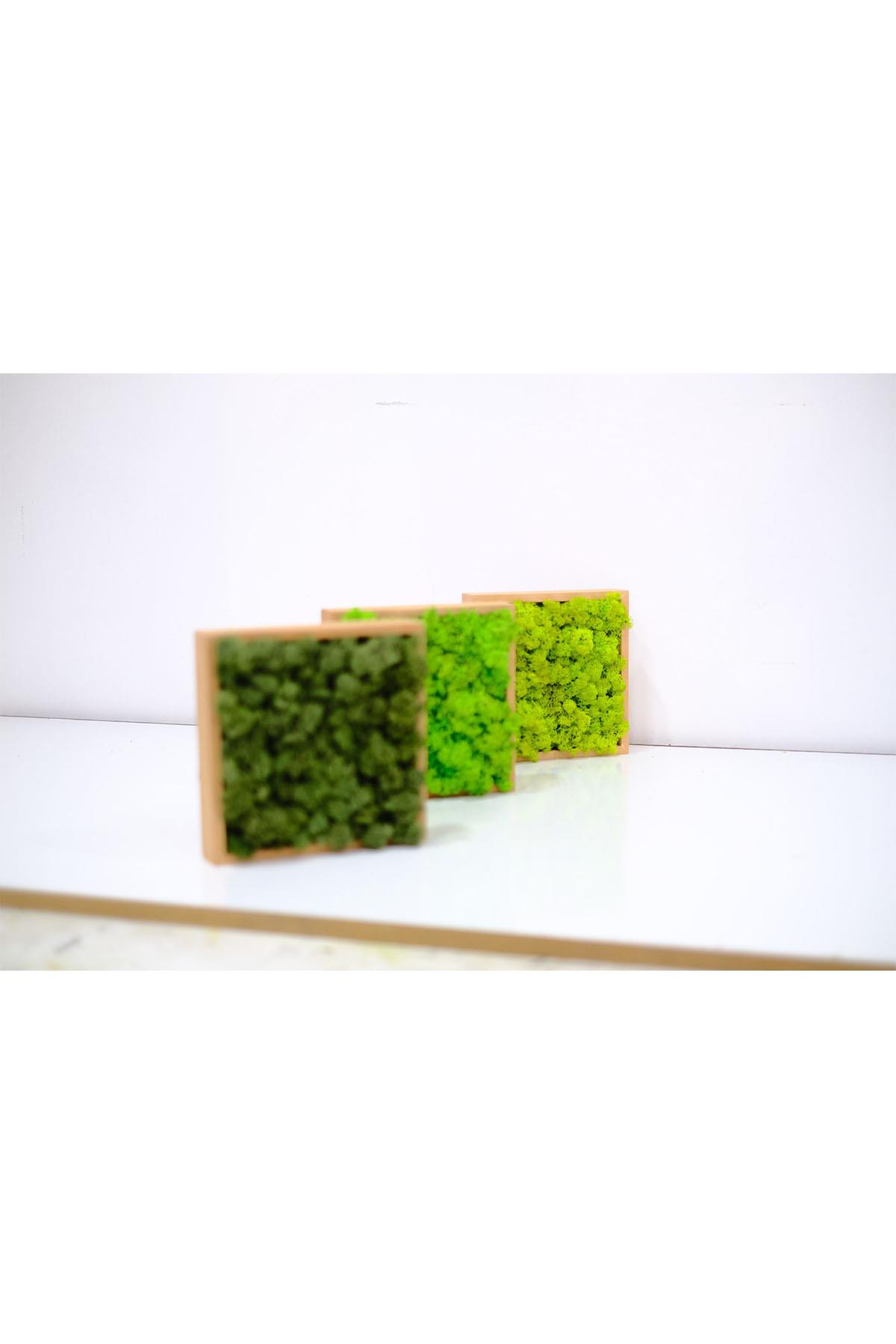 Quadratus Moss Ahşap Çerçevede Canlı Yosun Tablo Forrest