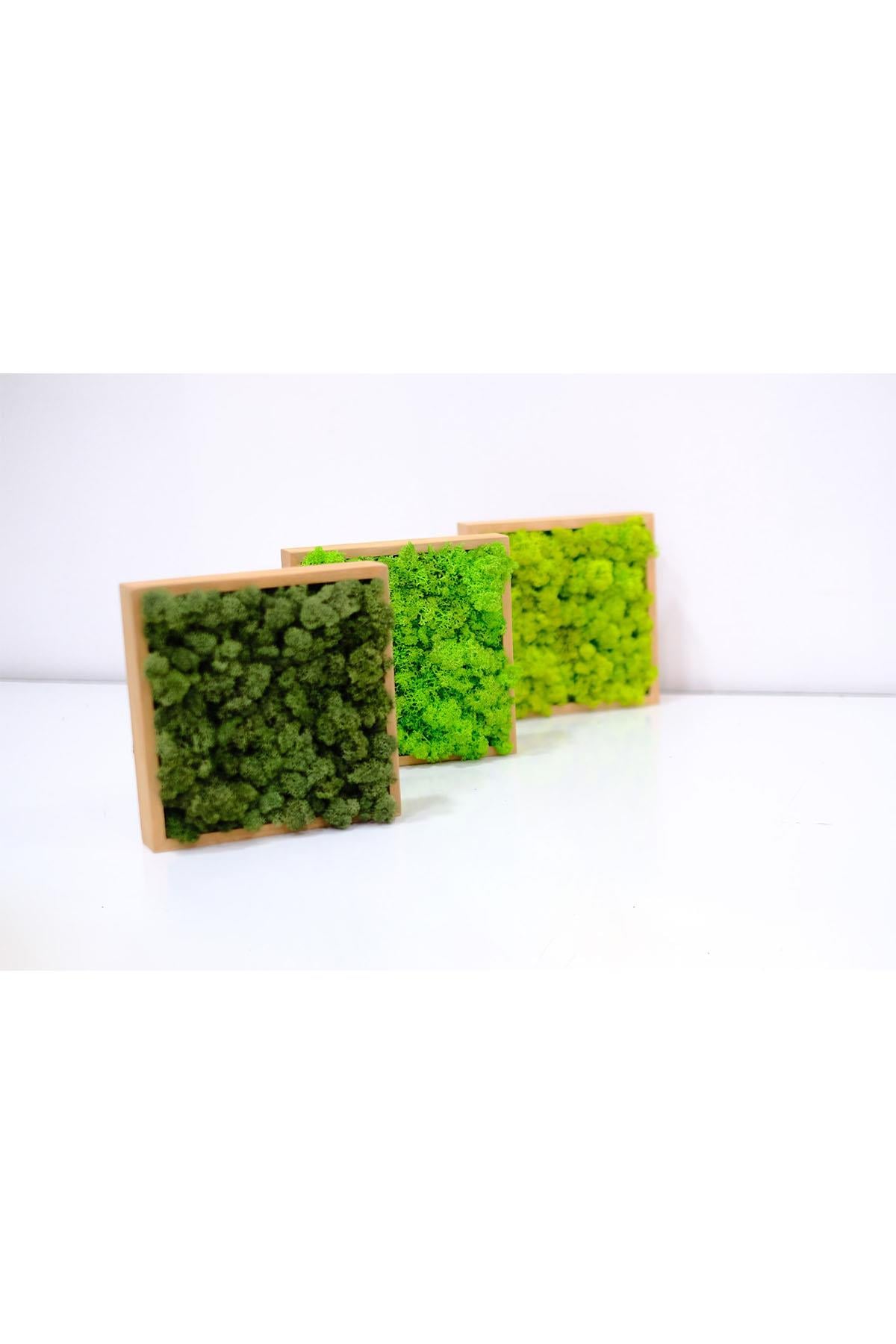 Quadratus Moss Ahşap Çerçevede Canlı Yosun Tablo Forrest