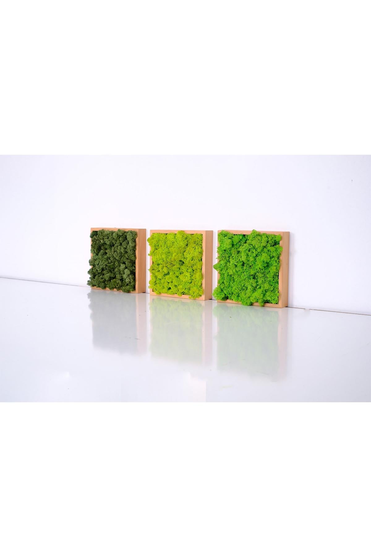 Quadratus Moss Ahşap Çerçevede Canlı Yosun Tablo Lime