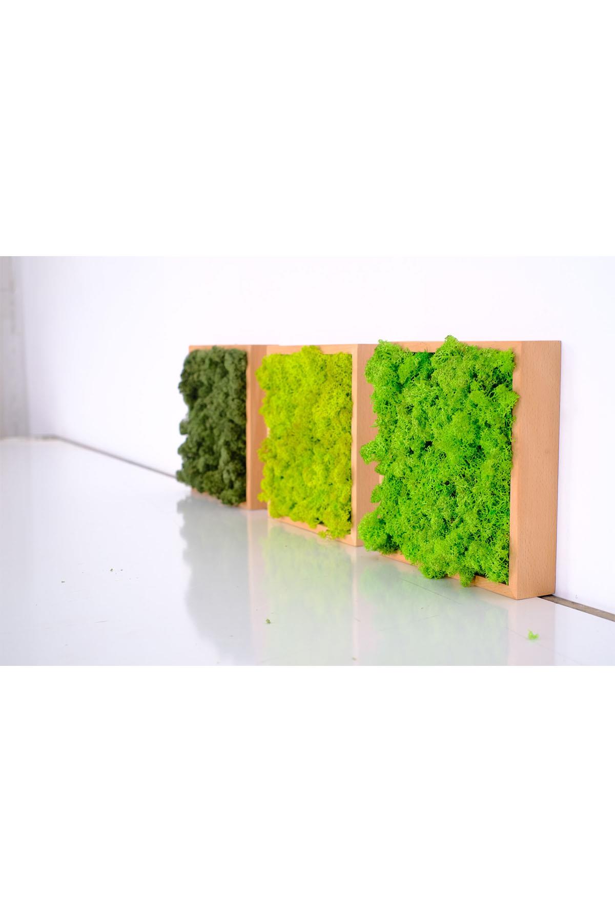 Quadratus Moss Ahşap Çerçevede Canlı Yosun Tablo Lime