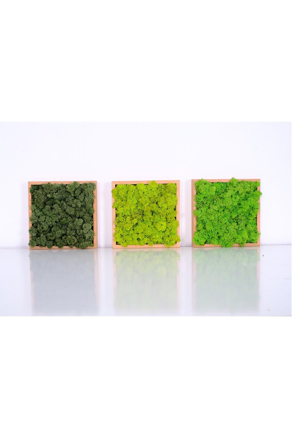 Quadratus Moss Ahşap Çerçevede Canlı Yosun Tablo Forrest