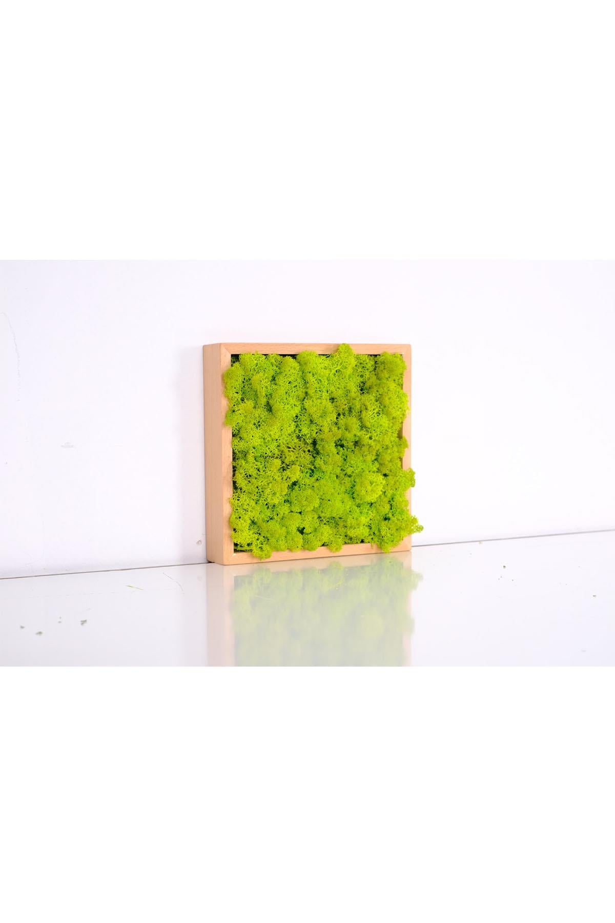 Quadratus Moss  Shocked live Moss  in Solid Wood Frame