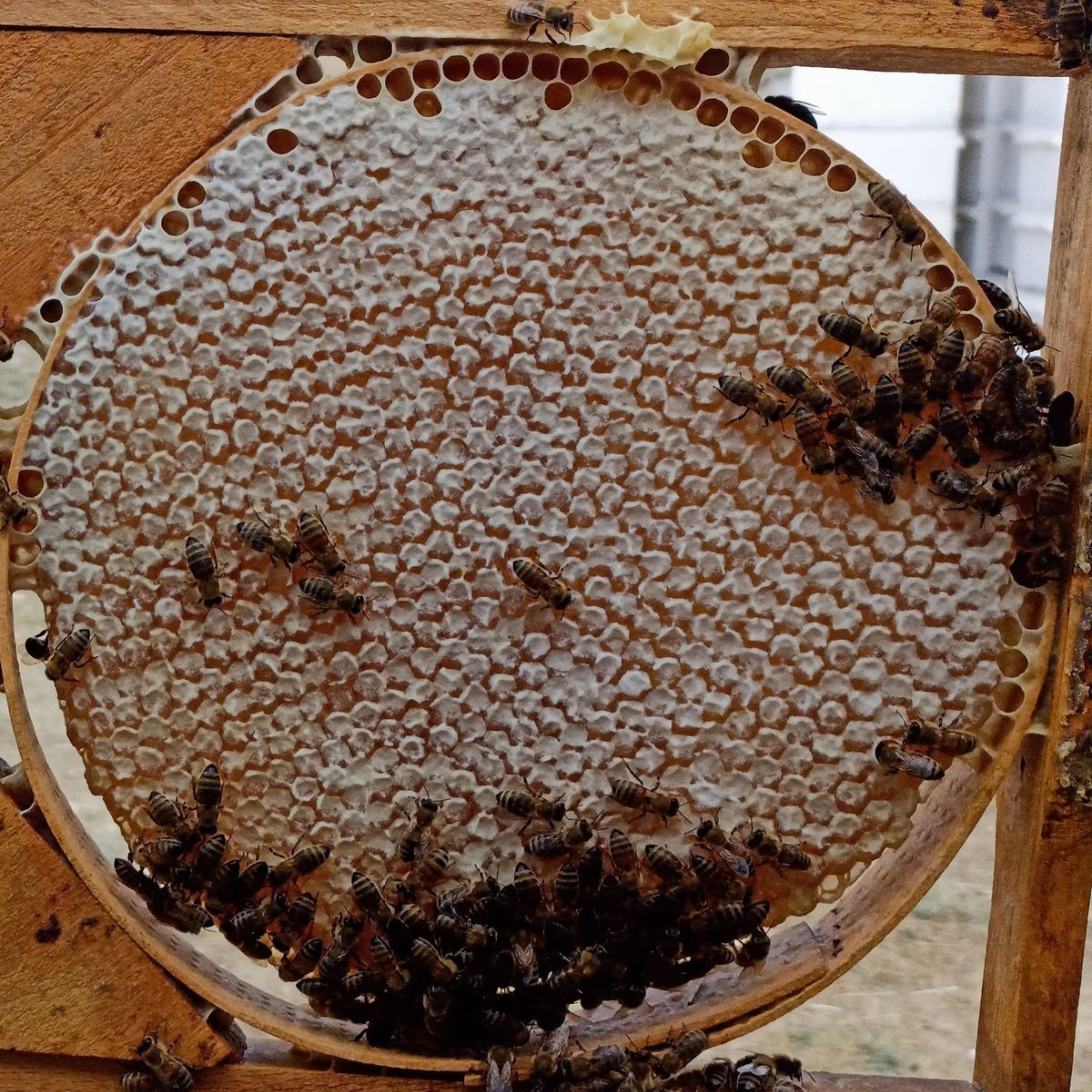 Bitlis Karakovan Balı