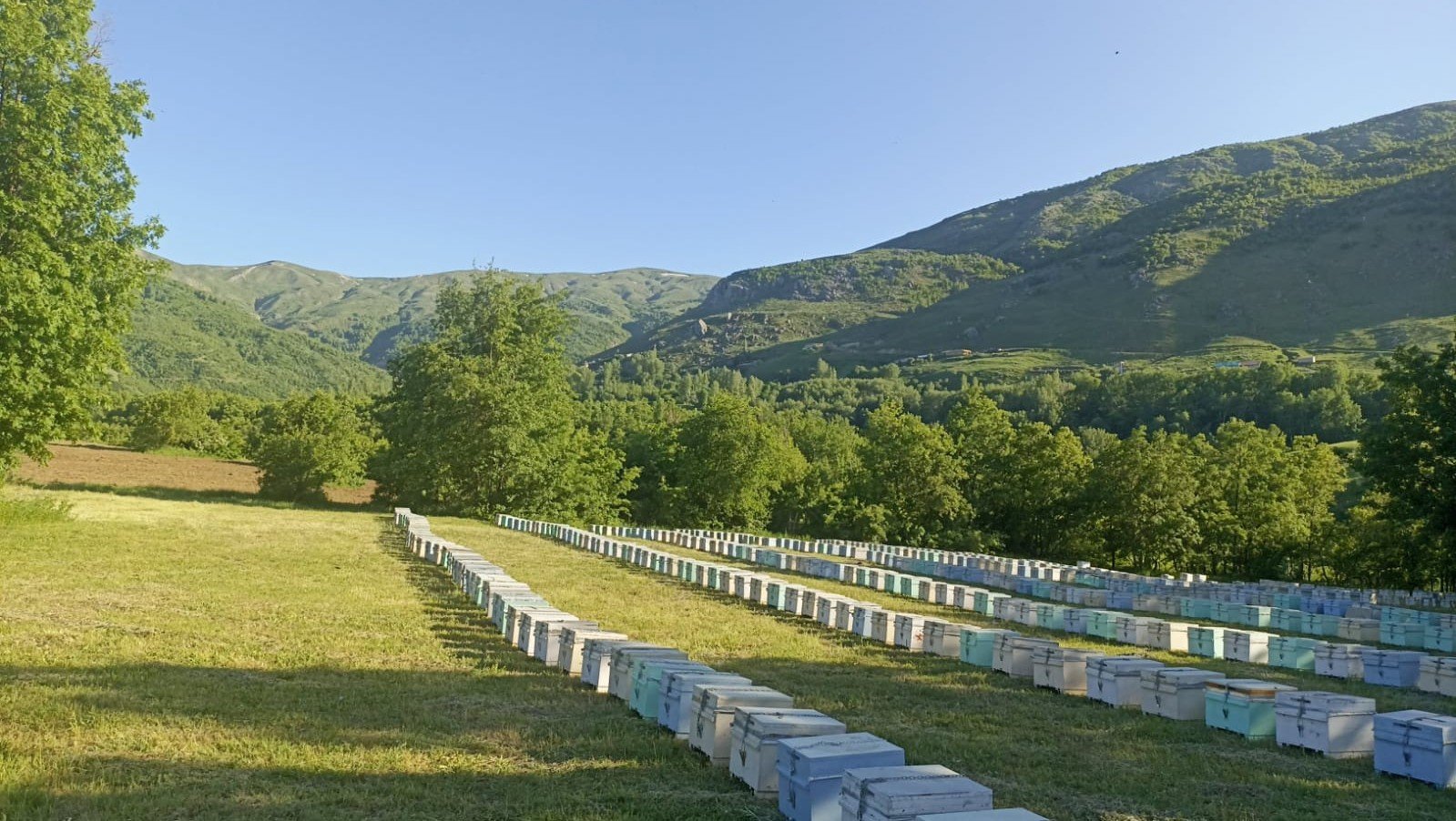 Kovanlar