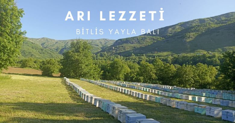 Arı Lezzeti Bitlis Yayla Balı Arılık Fotoğraf Galerisi