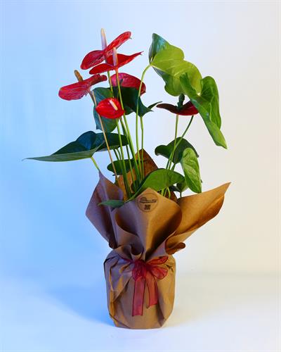 Büyük Boy Antoryum