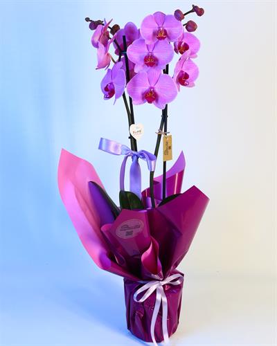 Çift Dal Mor Orkide