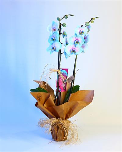 Çift Dal Turkuaz Orkide